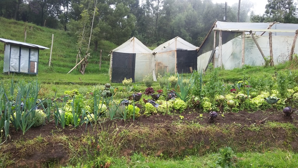 Crops and some of the greenhouses.