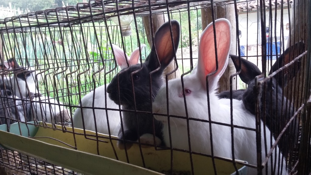 Rabbits