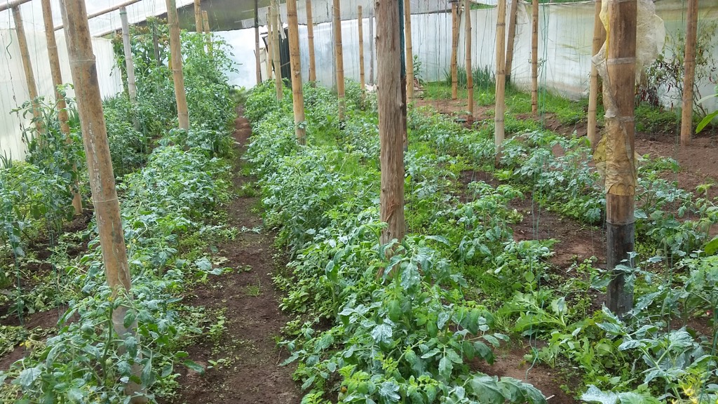 Tomato plants in one of the greenhouses