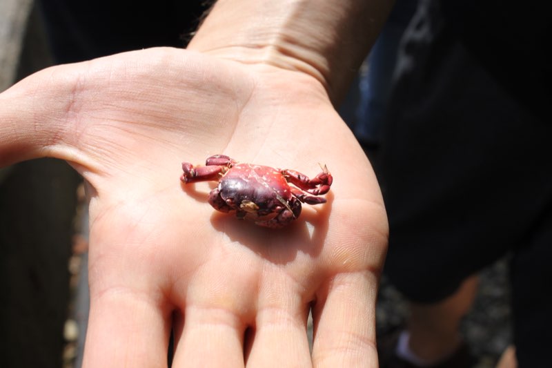 Small crab from ocean