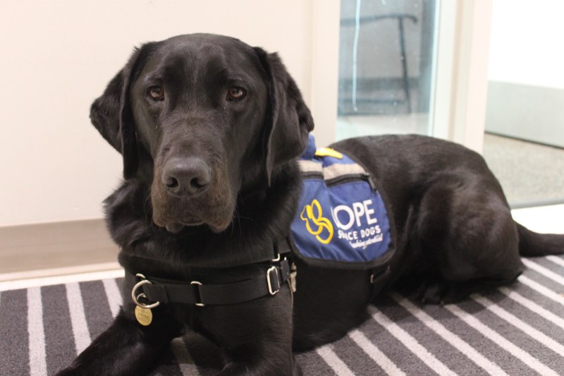 Yukon the Facility Dog at the YMCA Academy