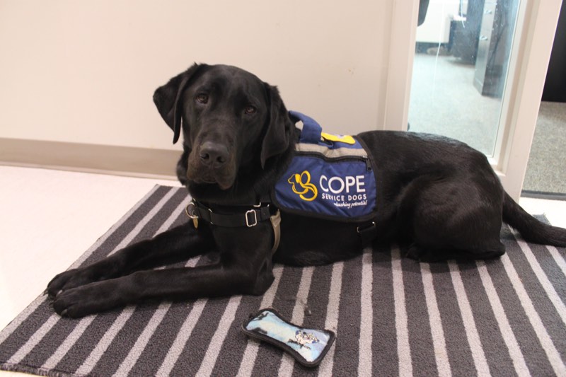 Yukon the Facility Dog at the YMCA Academy