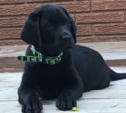 Yukon the Facility Dog at the YMCA Academy