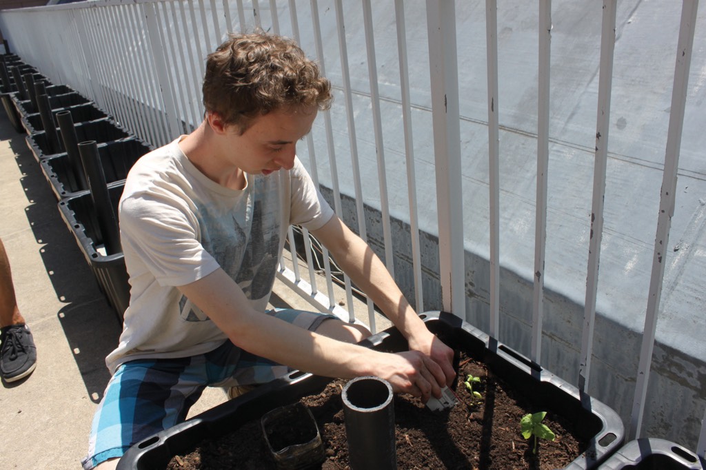 Academy students plant herbs and vegetables in the now ready garden!