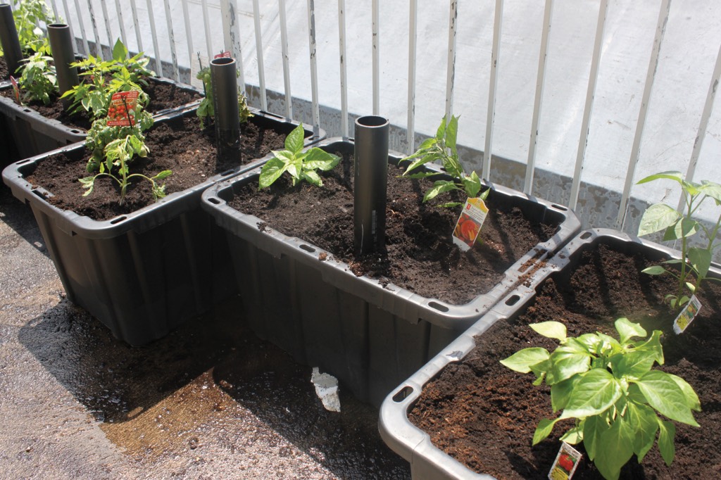 Academy students plant herbs and vegetables in the now ready garden!