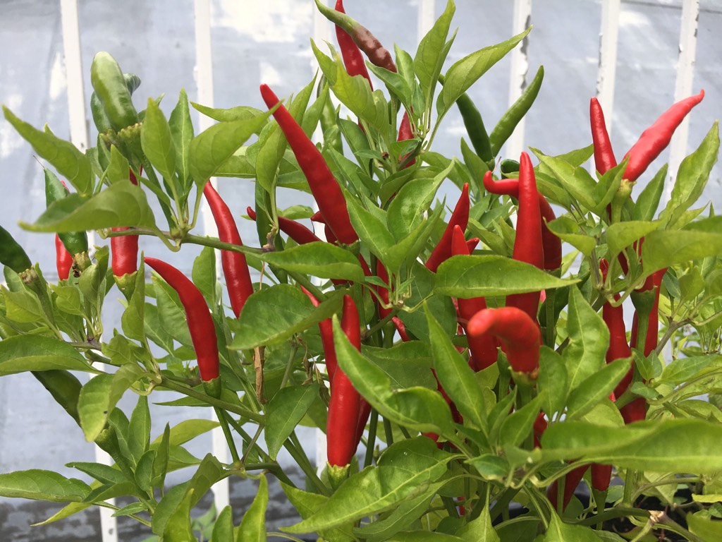 Academy students harvest hot peppers and other vegetables