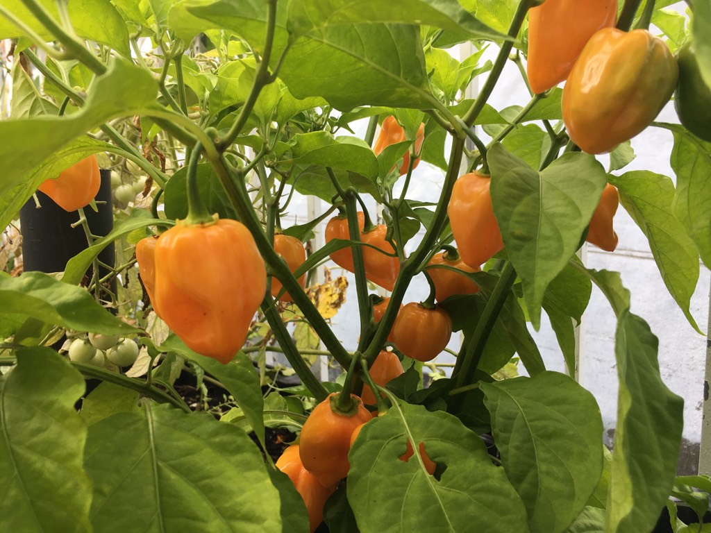 Academy students harvest hot peppers and other vegetables