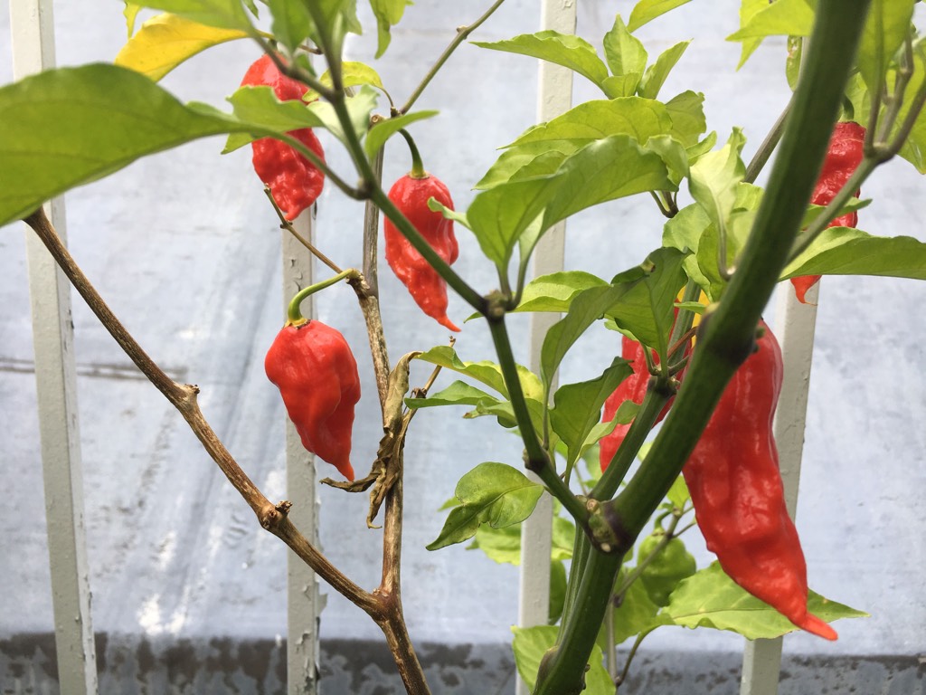 Academy students harvest hot peppers and other vegetables