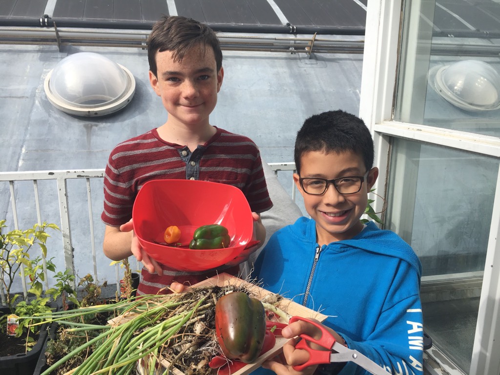Academy students harvest hot peppers and other vegetables