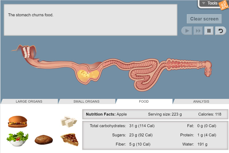 The Grade 9 Locally Developed Science class has been learning all about body systems in their unit “Biology: Staying Alive