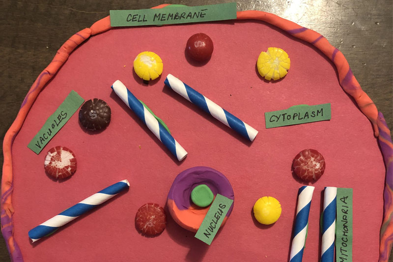 Middleschool students create cells with everyday items