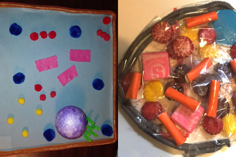 Middleschool students create cells with everyday items