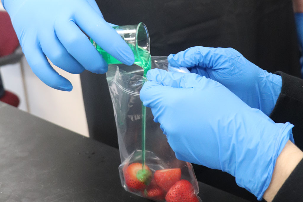 The students in SBI3C were actively lysing strawberry cells to extract and isolate DNA from the nuclei of strawberry cells