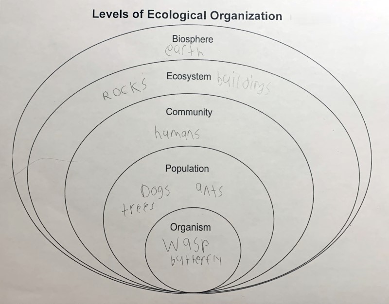 The science class is currently studying biology and we recently learned about the levels of ecology