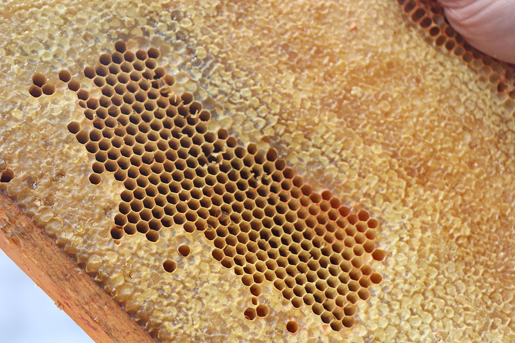 This spring the Academy High School students got a glimpse into the life of a beekeeper. Academy teacher and hobby beekeeper, Brandon, brought in an empty hive and beekeeping equipment to demonstrate some of the jobs of a beekeeper.