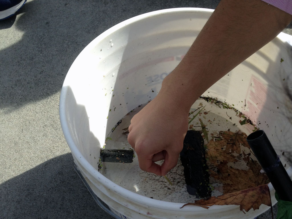 The students in Environmental Science actively performed water testing at the waterfront and soil testing in the parkette beside the YMCA!